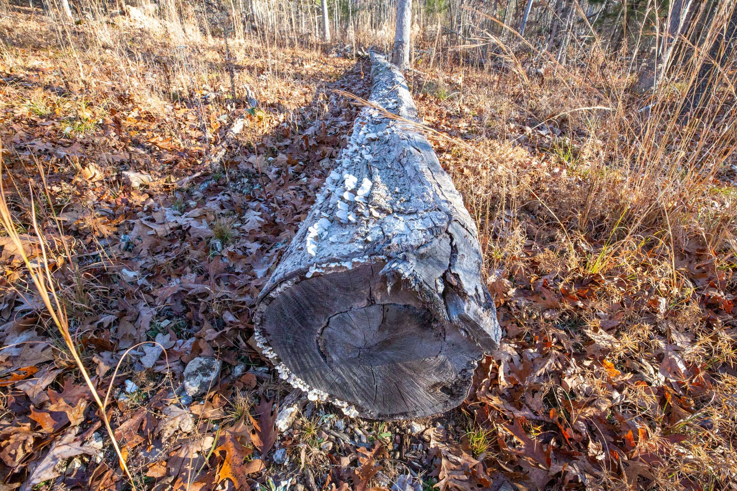 Dutchman Hollow Tract 16 photo 7