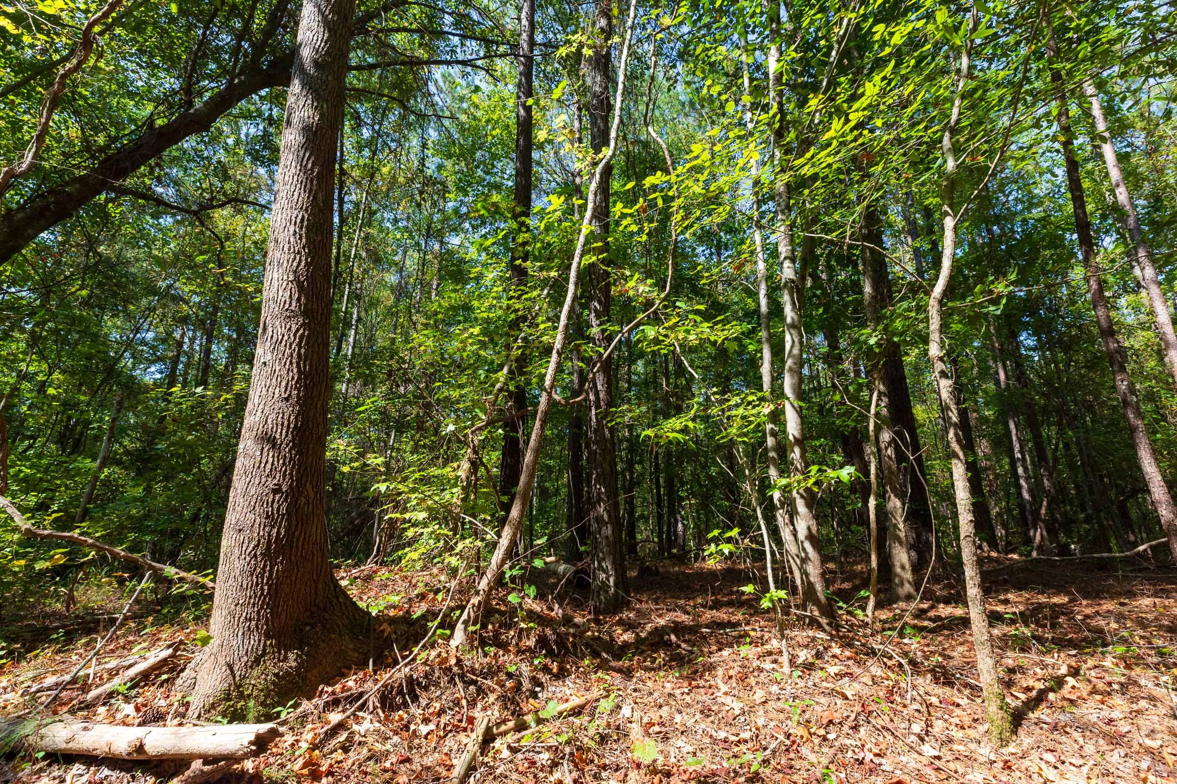 Willow Grove Tract 12 photo 3
