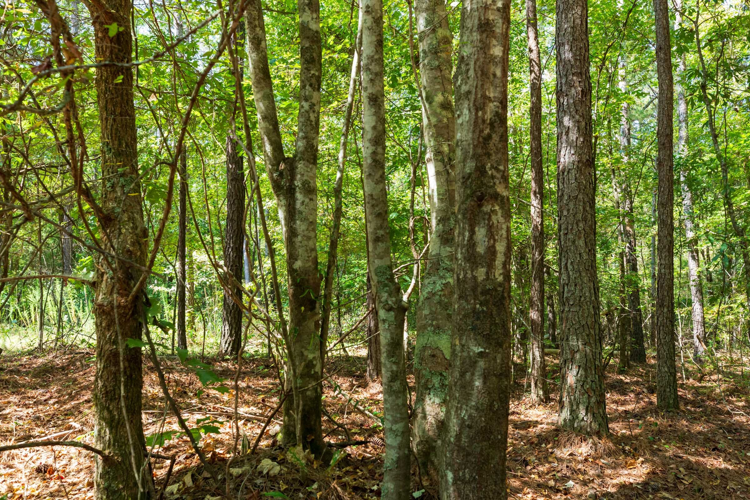 Willow Grove Tract 12 photo 6