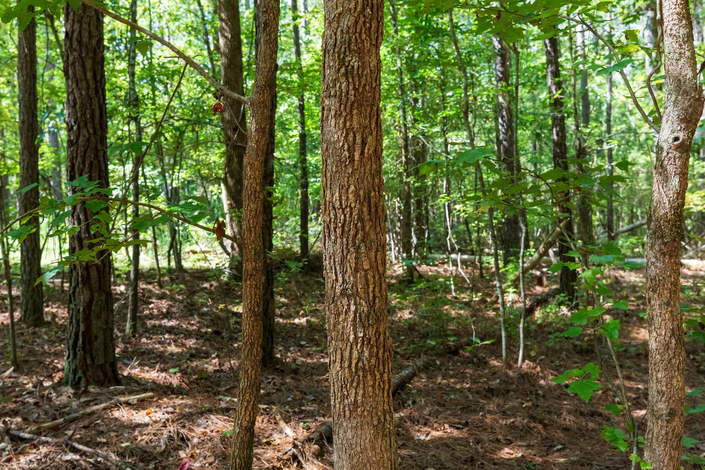 Willow Grove Tract 12 photo 5