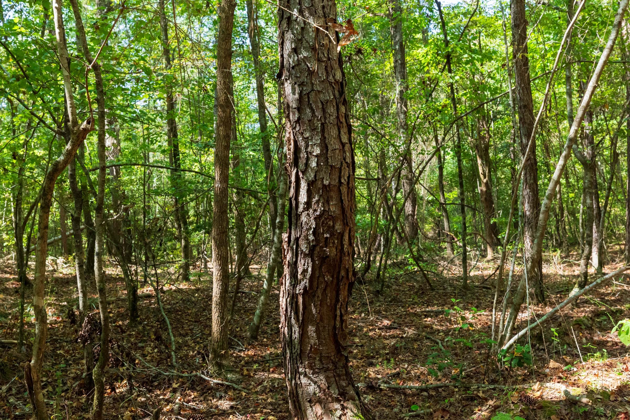 Willow Grove Tract 12 photo 9