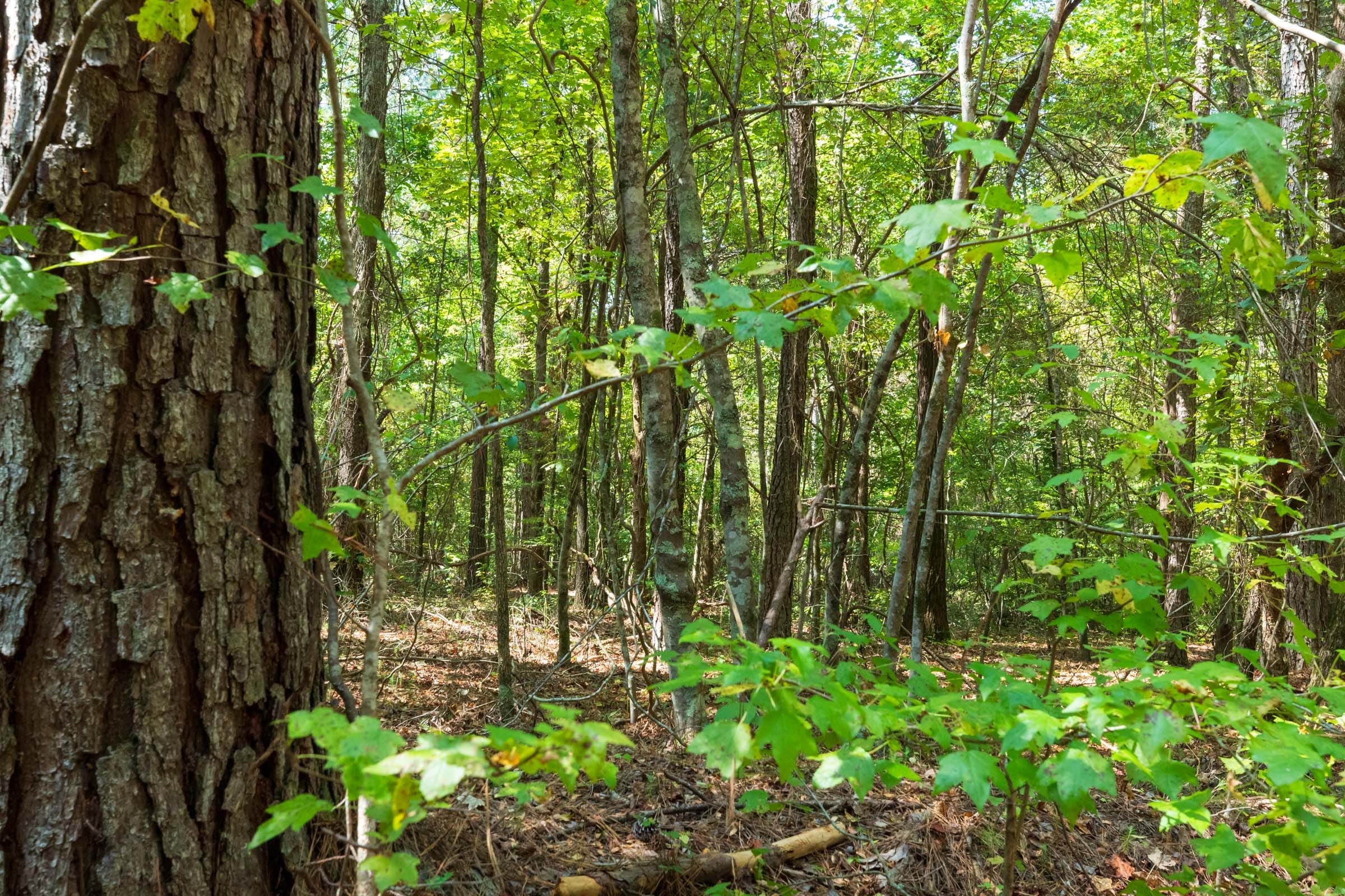 Willow Grove Tract 12 photo 10
