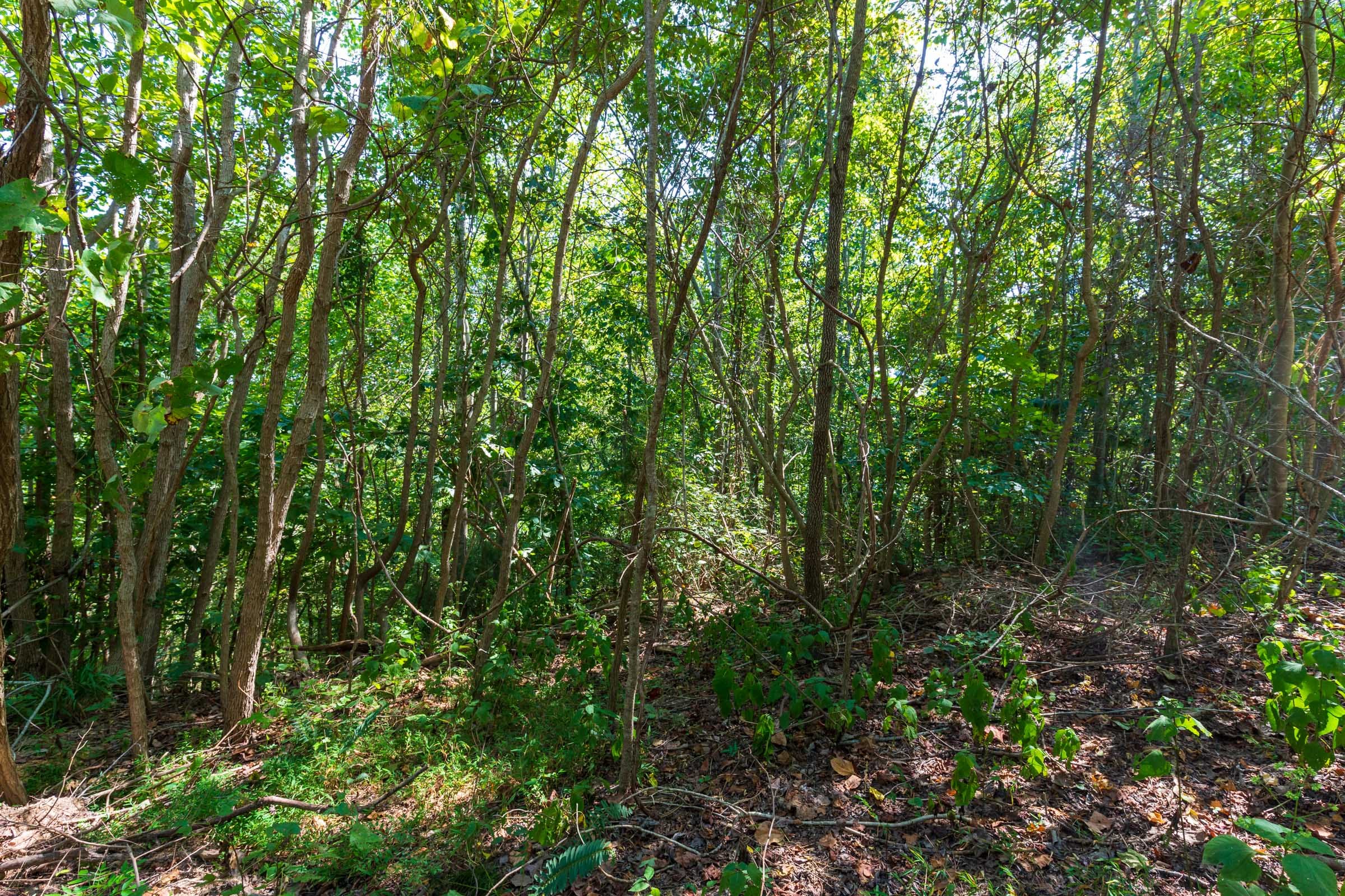 Redemption Ridge Tract 9 photo 4