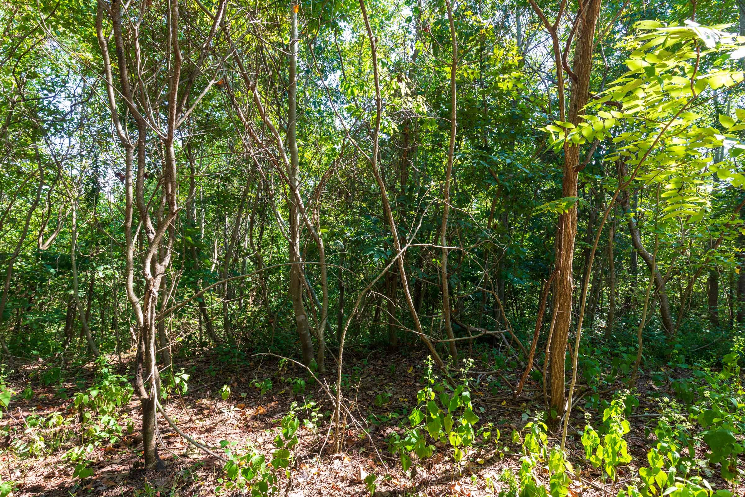 Redemption Ridge Tract 9 photo 6