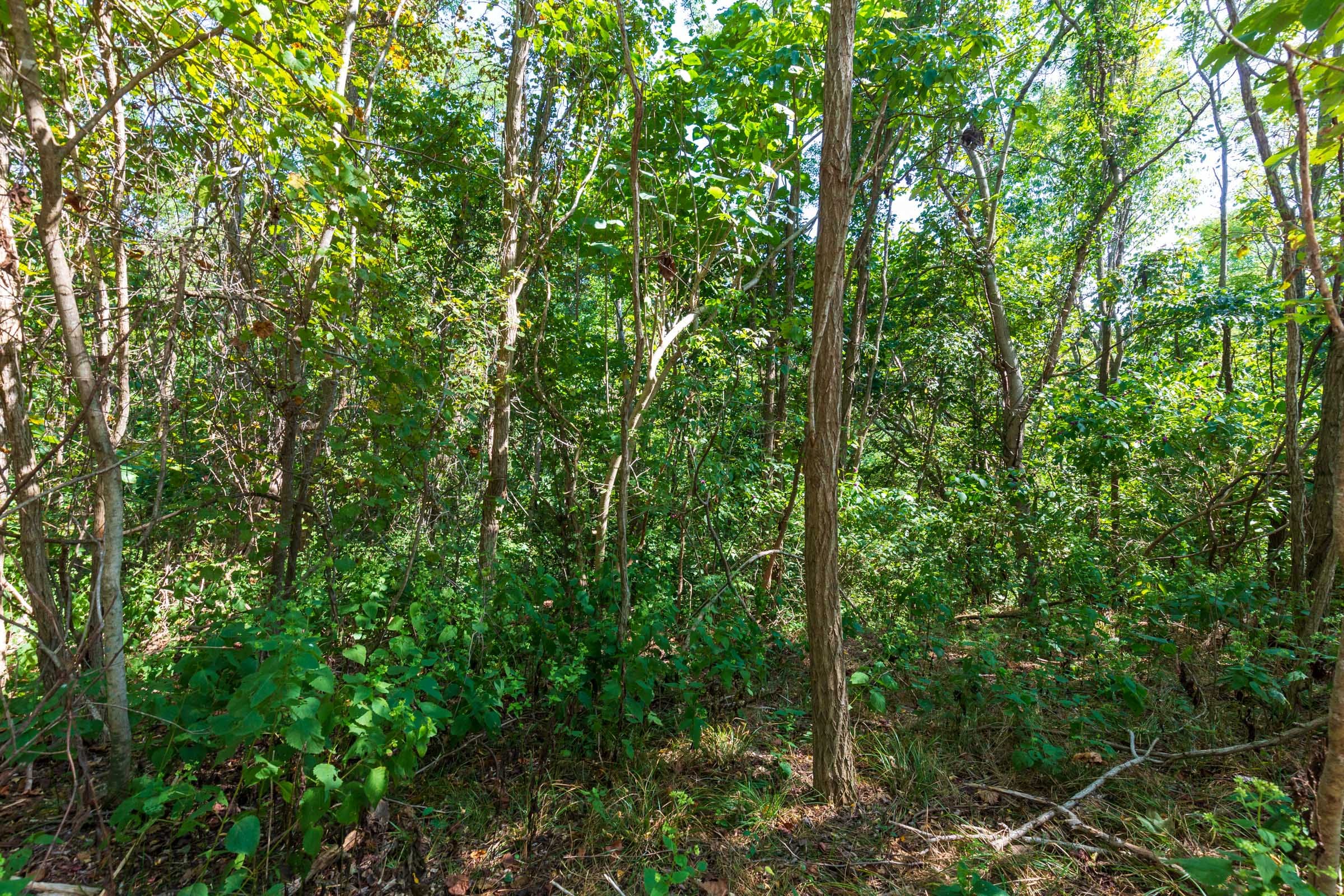 Redemption Ridge Tract 9 photo 8