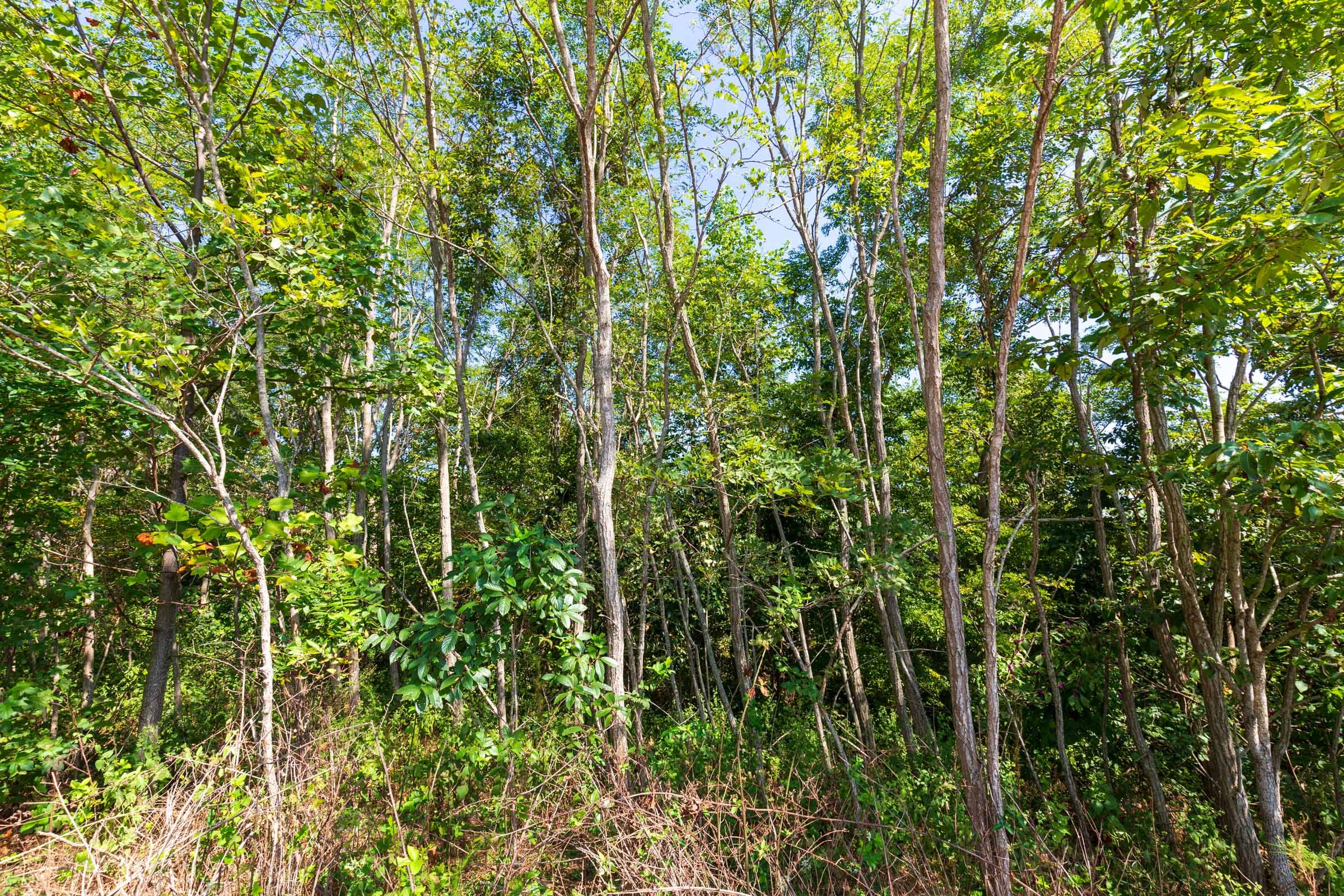 Redemption Ridge Tract 9 photo 10