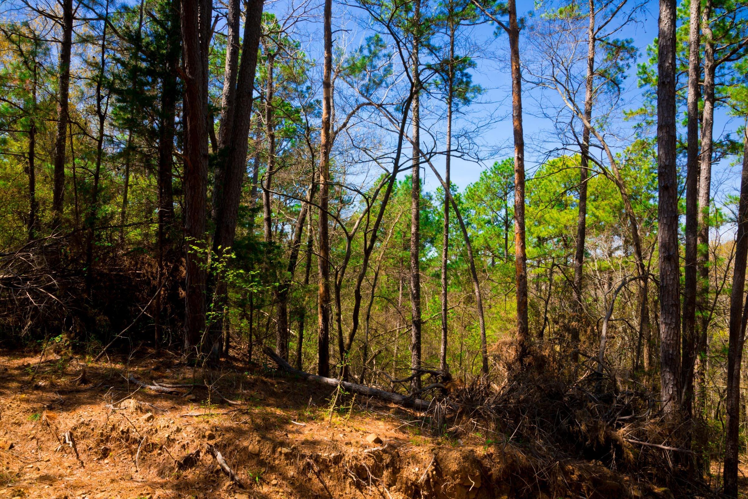 Stone Creek Phase II Tract 217 photo 8