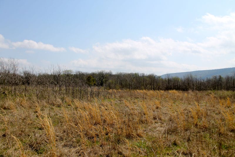 Daisy Meadows Tract 16 photo 1