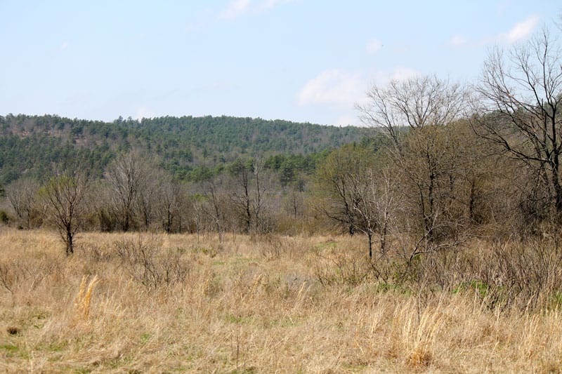 Daisy Meadows Tract 16 photo 9