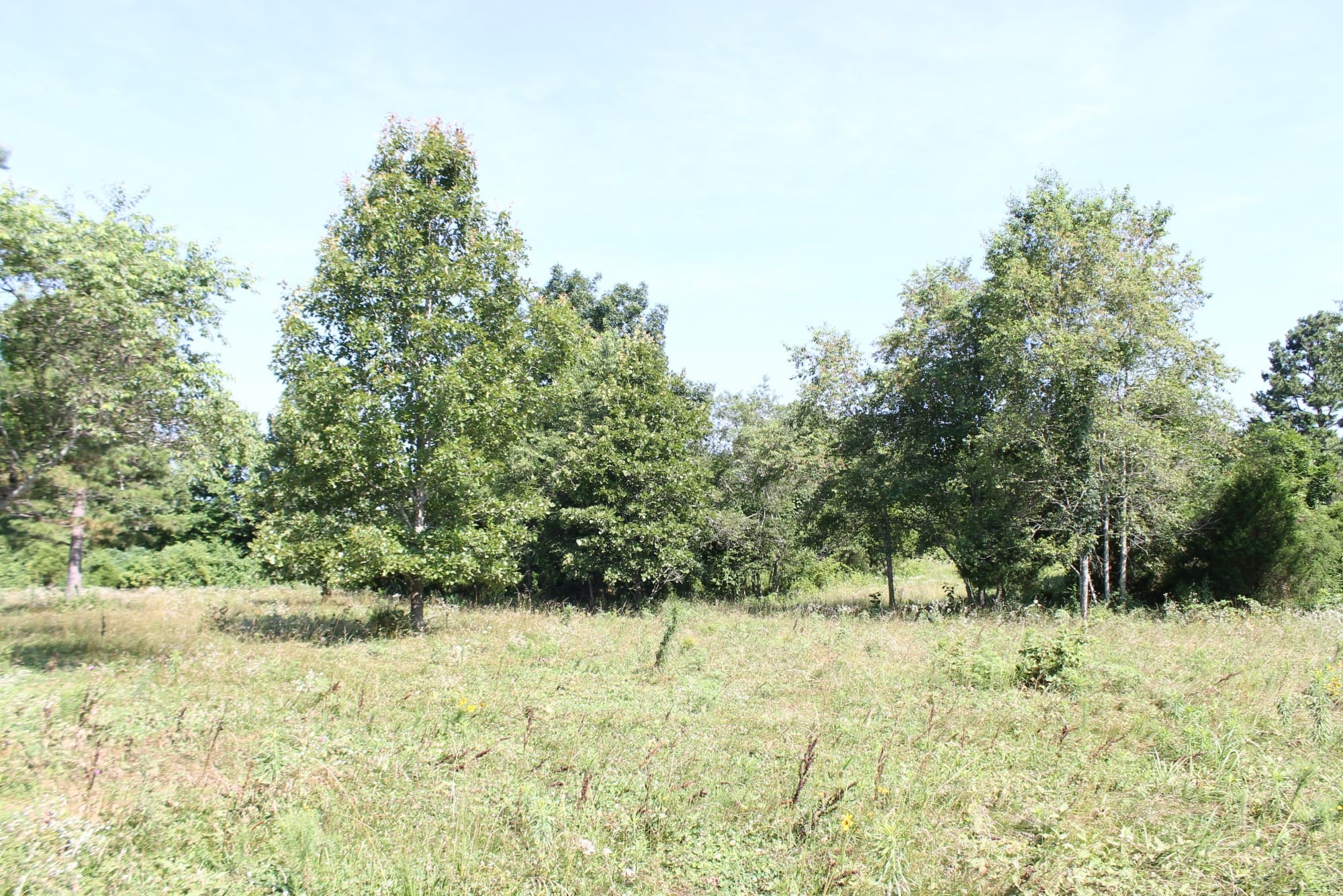 Green Mountain Ranch Tract 9 photo 4