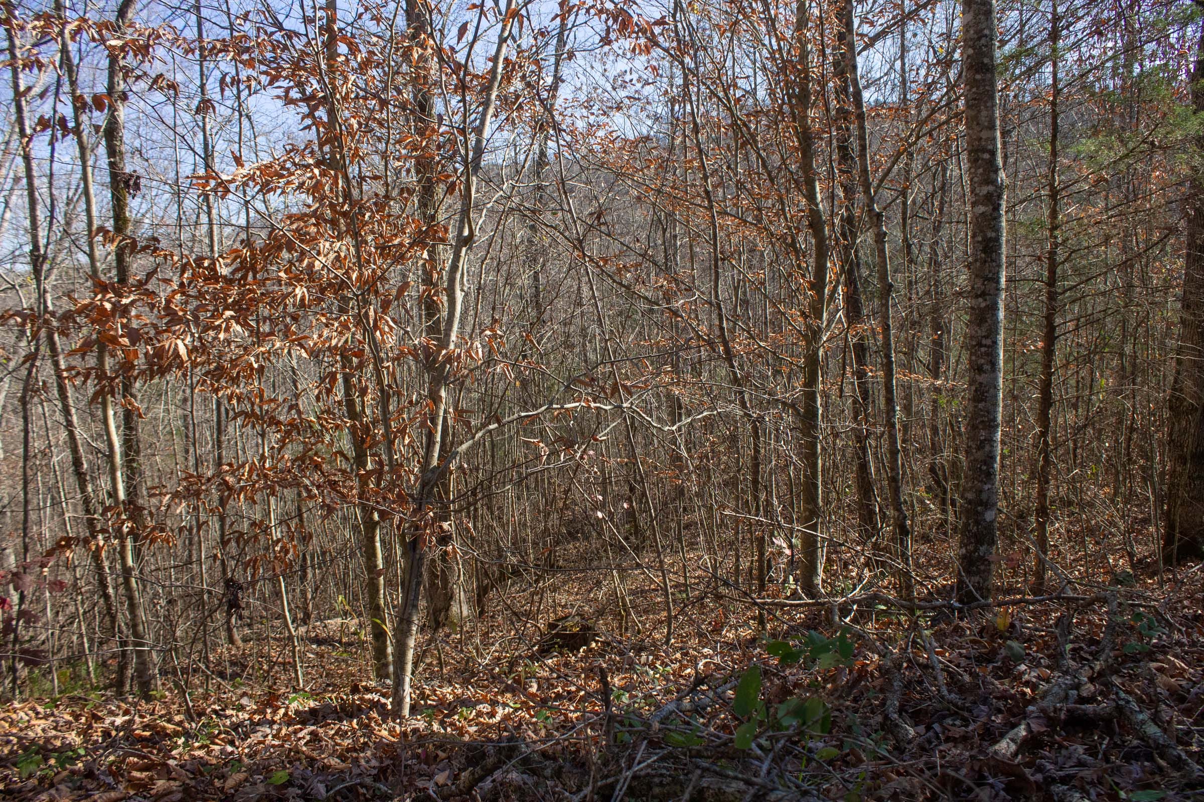 The Cliffs Tract 1 photo 4