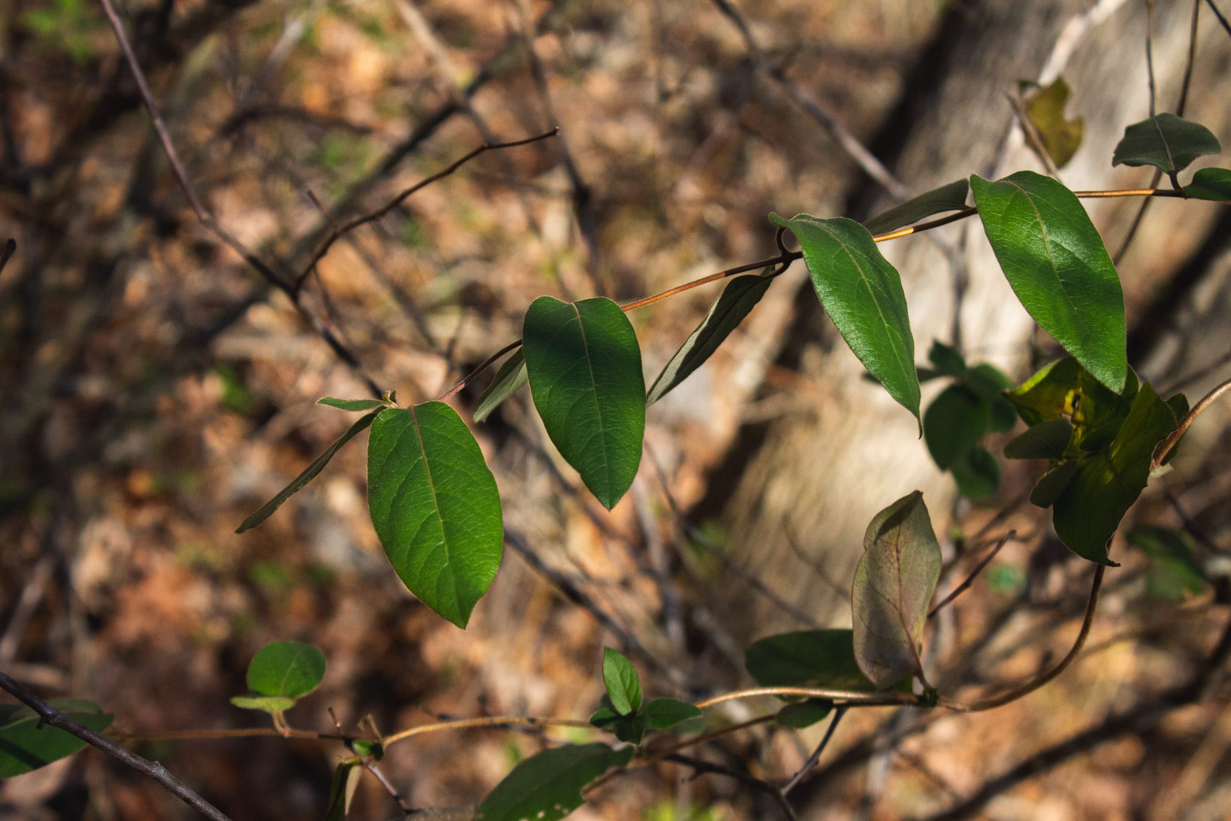 The Cliffs Tract 1 photo 6