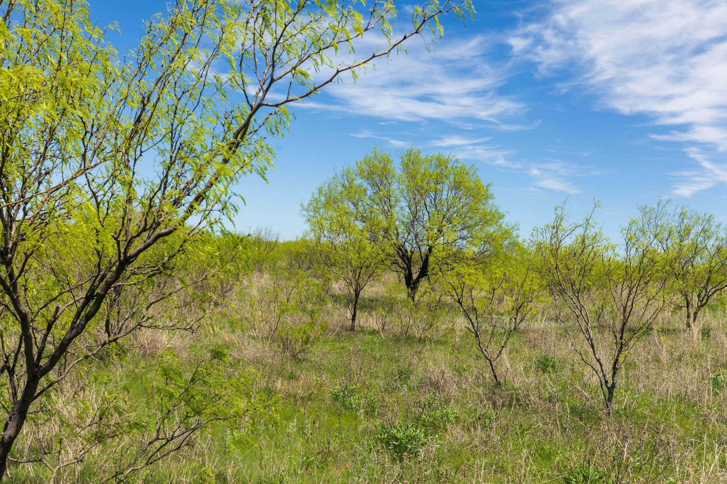 Hackberry Fields Tract 4 photo 20