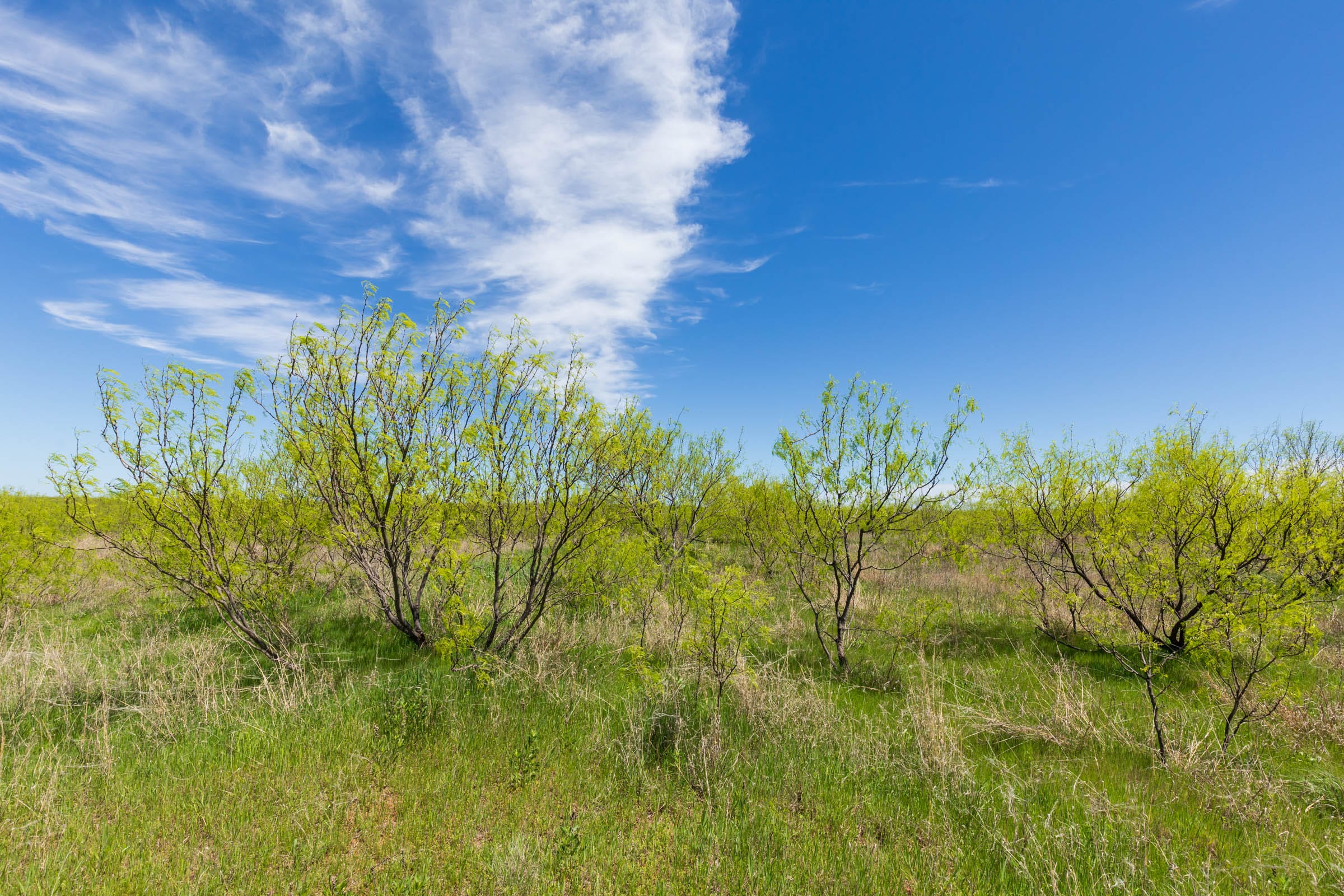 Hackberry Fields Tract 4 photo 22