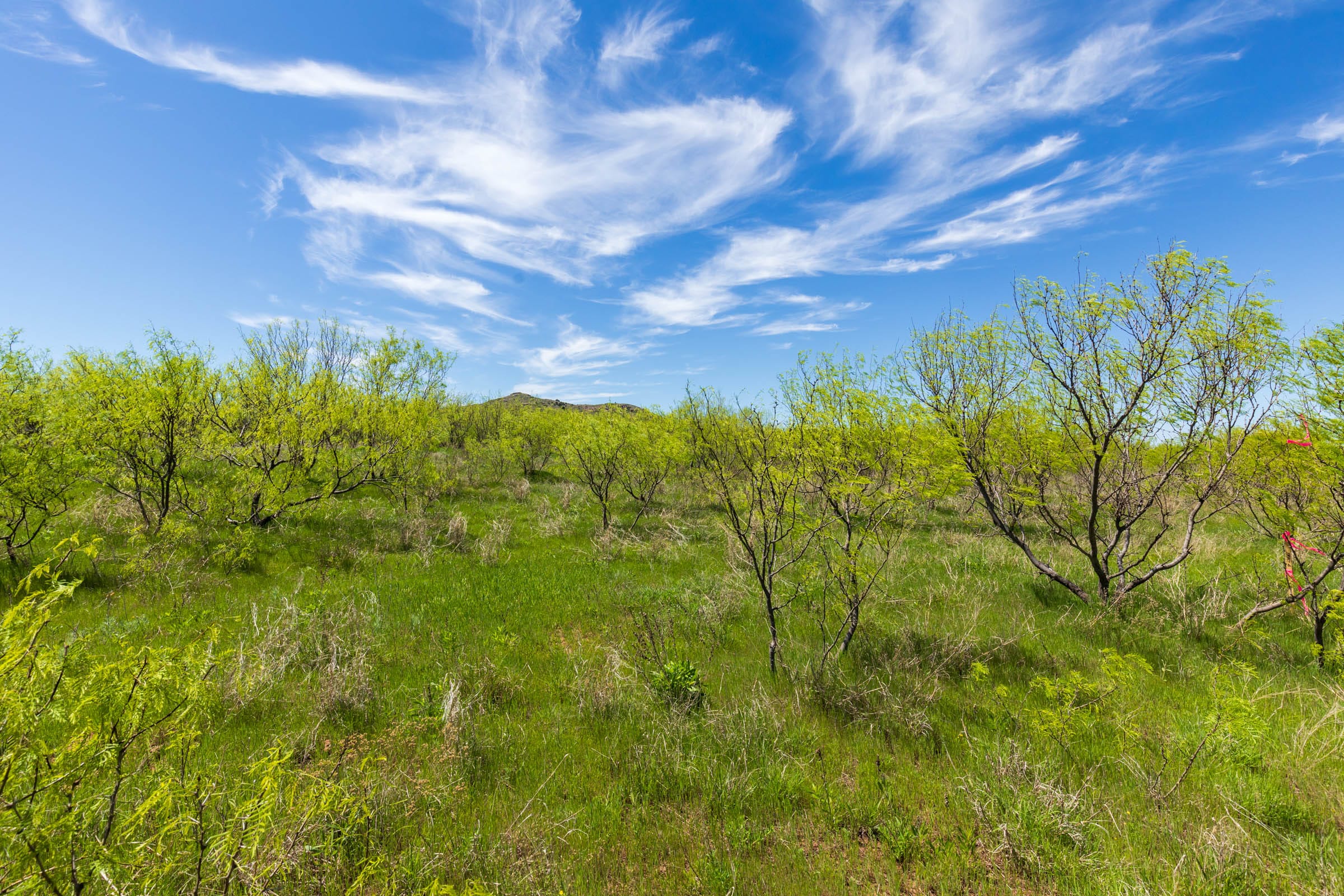 Hackberry Fields Tract 4 photo 25