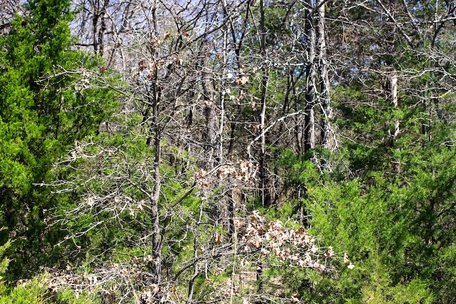 Montgomery Ranch Tract 8 photo 3