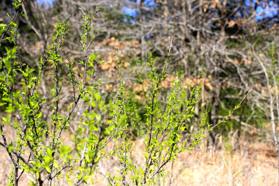 Montgomery Ranch Tract 8 photo 6