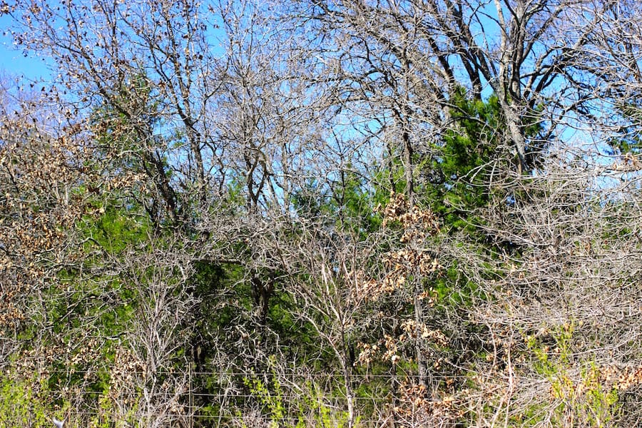 Montgomery Ranch Tract 8 photo 7