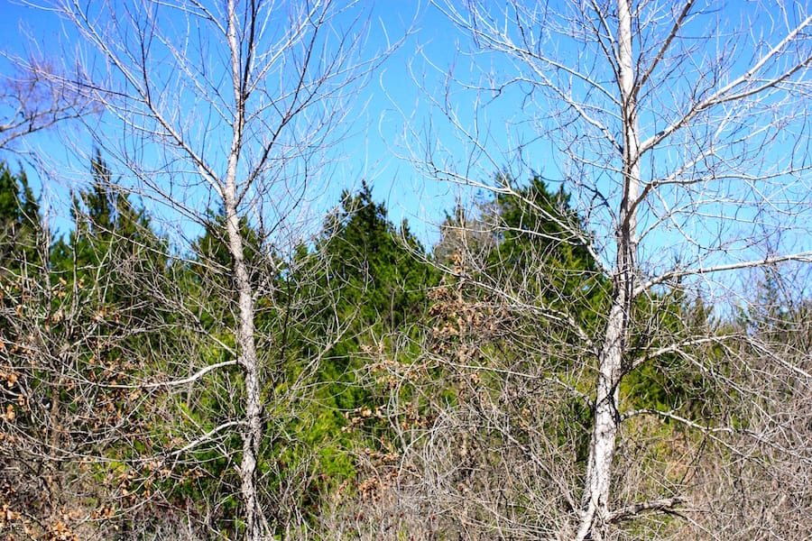 Montgomery Ranch Tract 8 photo 9