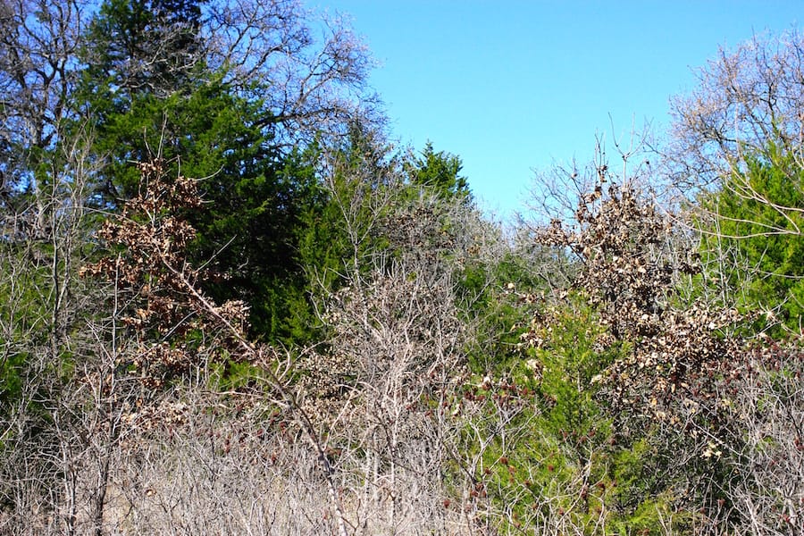 Montgomery Ranch Tract 8 photo 10