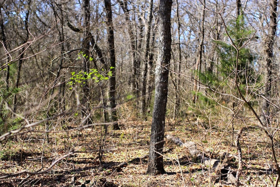 Montgomery Ranch Tract 8 photo 11