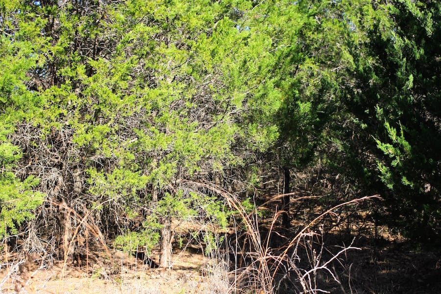 Montgomery Ranch Tract 8 photo 12