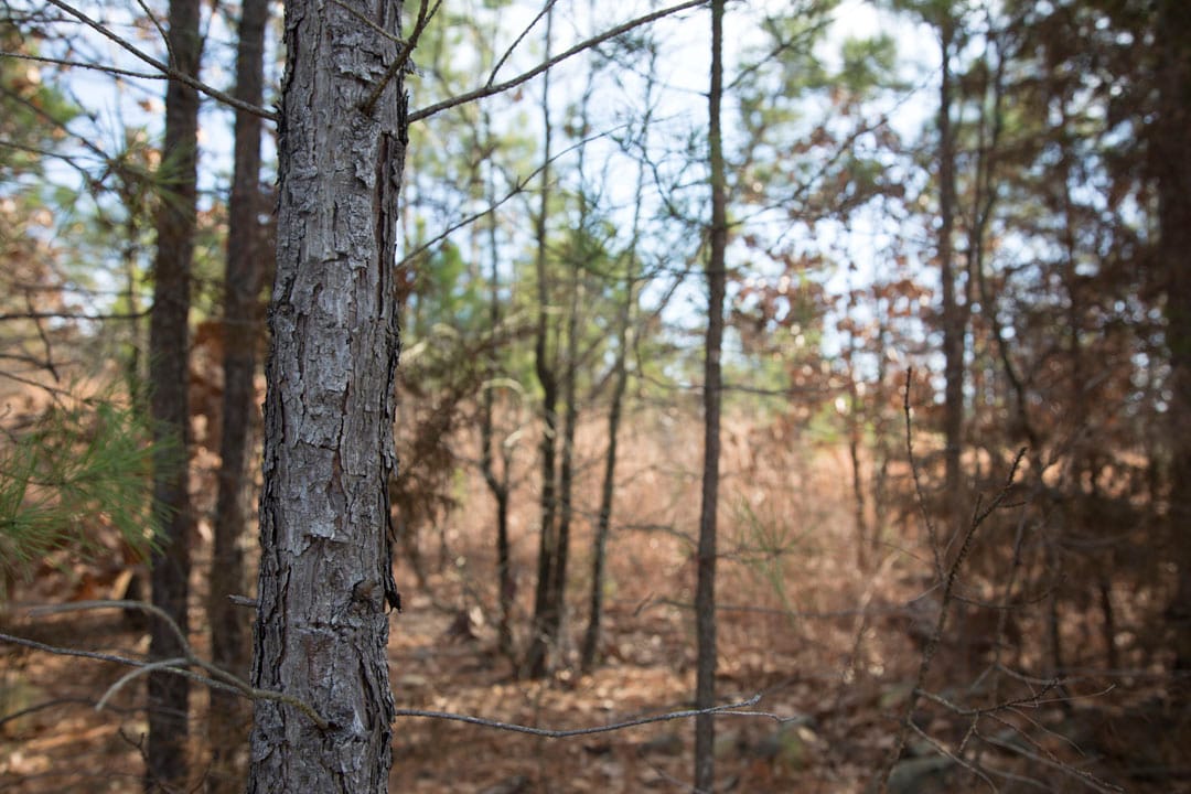 Stone Creek Phase III Tract 83 photo 4