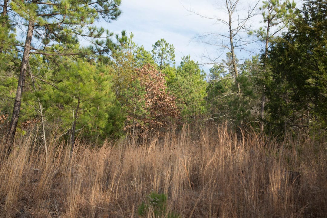 Stone Creek Phase III Tract 83 photo 6