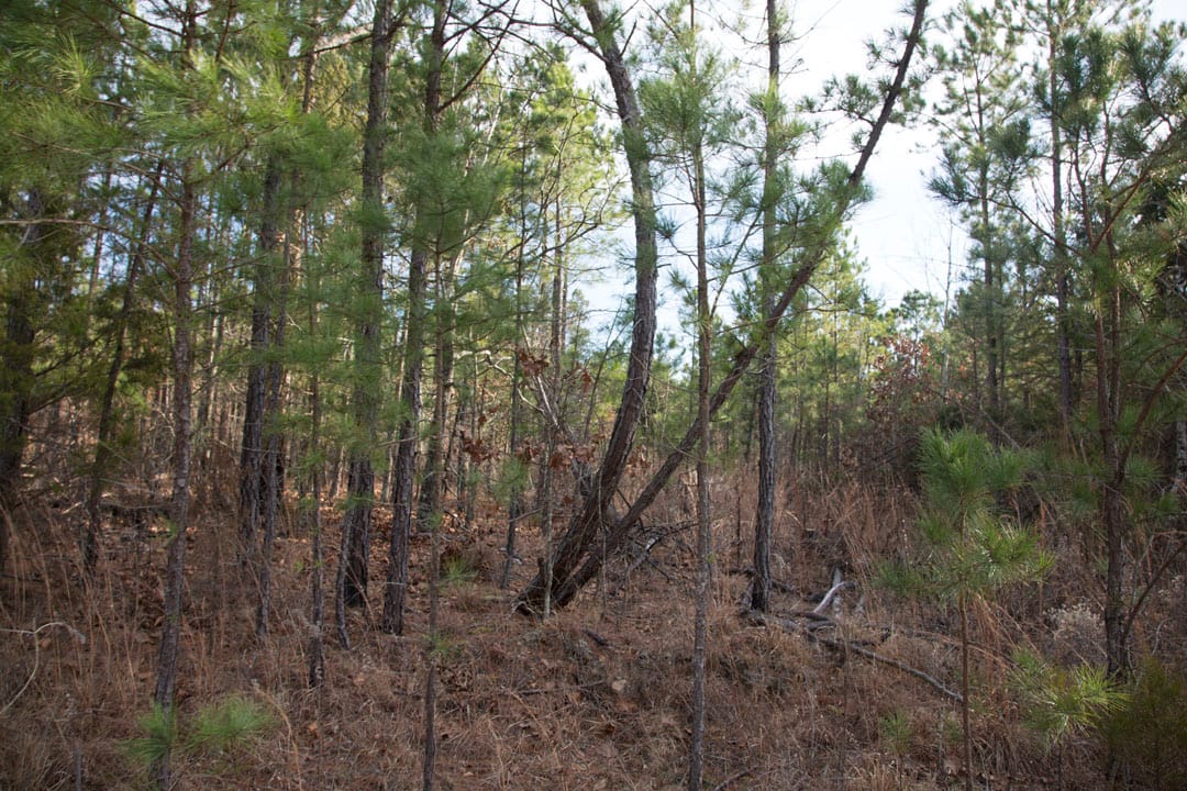 Stone Creek Phase III Tract 83 photo 10
