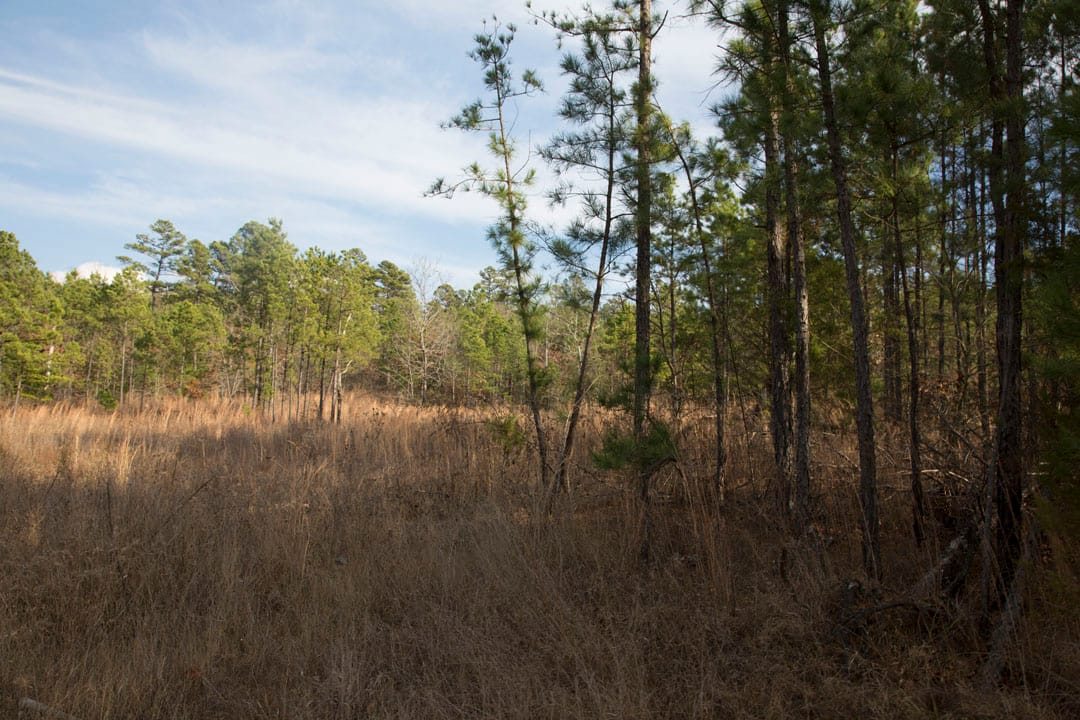 Stone Creek Phase III Tract 83 photo 11