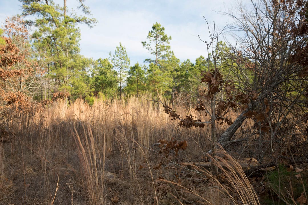 Stone Creek Phase III Tract 83 photo 18
