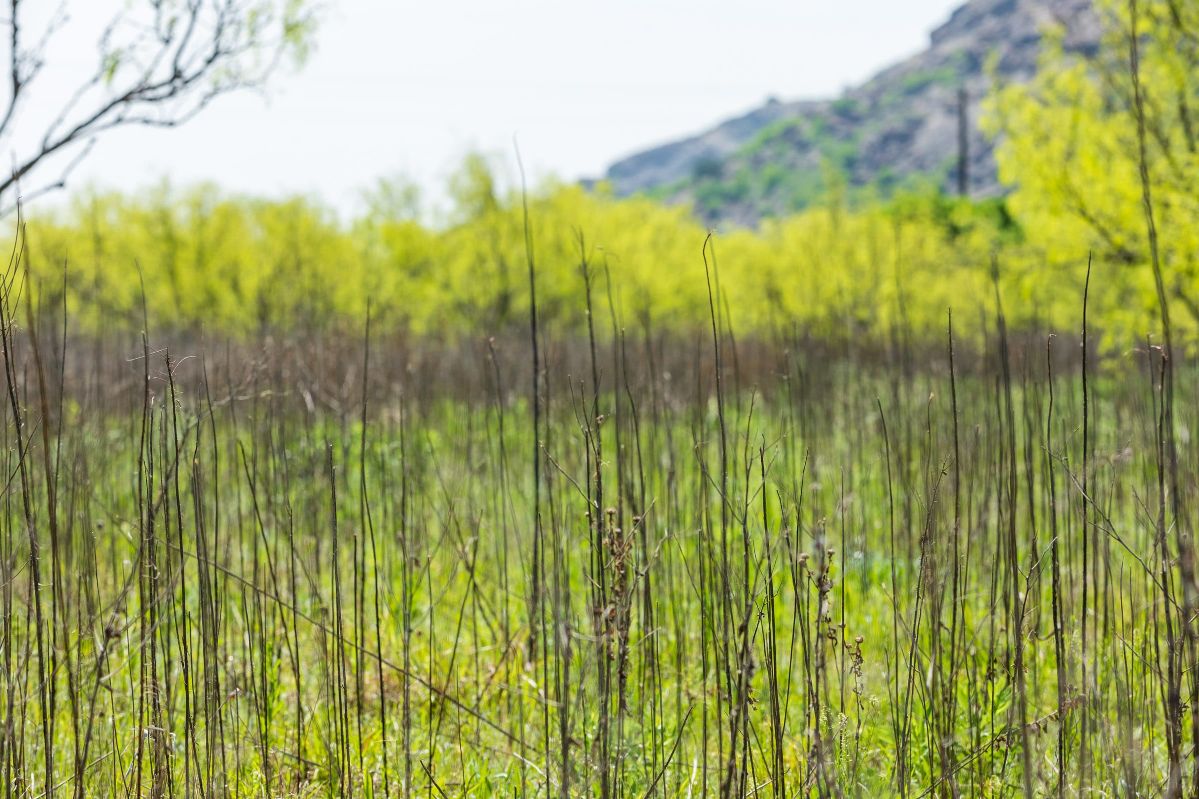 Hackberry Fields Tract 27 photo 13