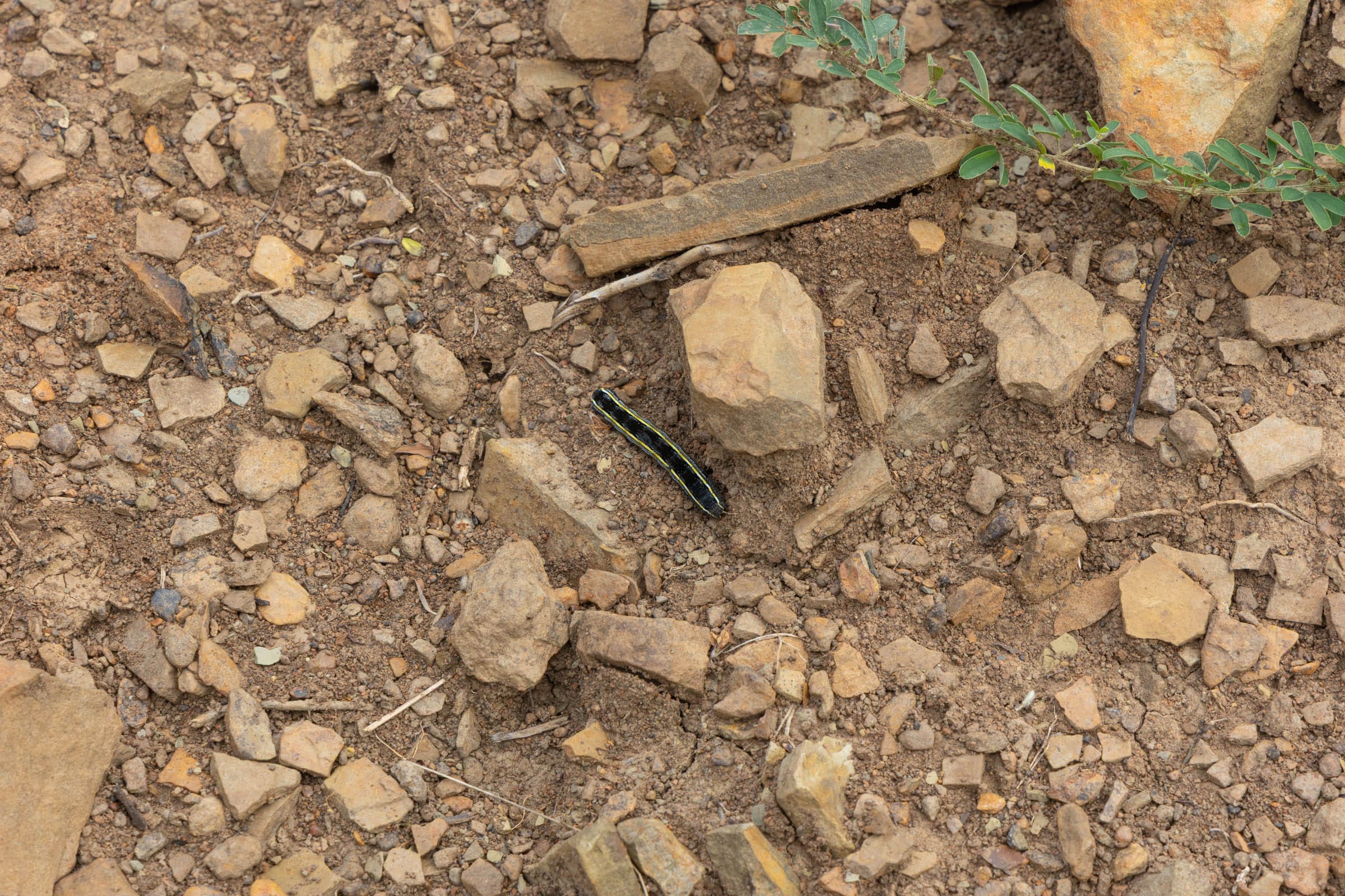 Reserves At Cattail Cove Phase II Tract 47 photo 9