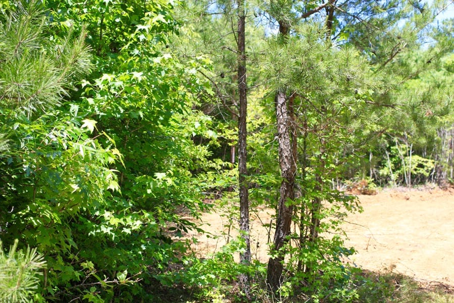 Hickory Hill Ranch Tract 10 photo 3