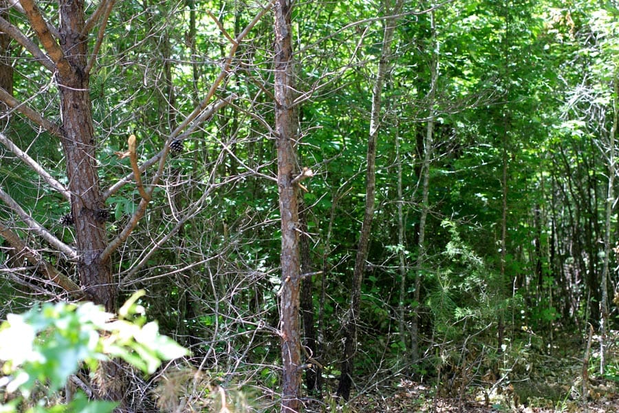 Hickory Hill Ranch Tract 10 photo 4