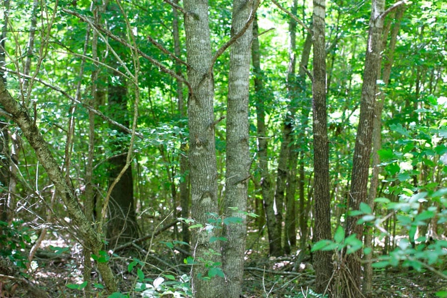 Hickory Hill Ranch Tract 10 photo 6