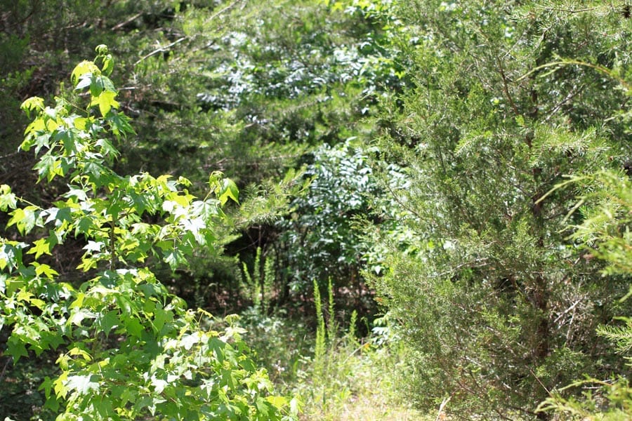 Hickory Hill Ranch Tract 10 photo 9