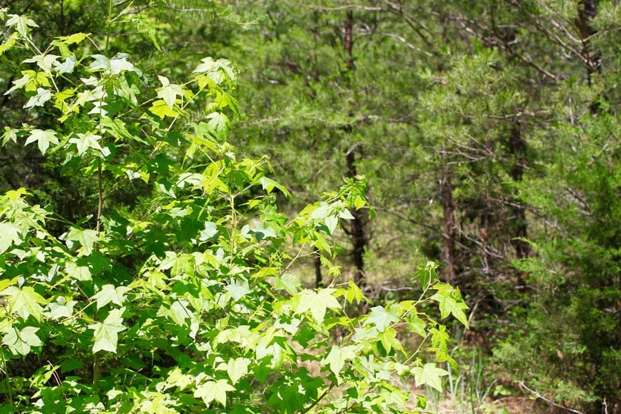 Hickory Hill Ranch Tract 10 photo 10