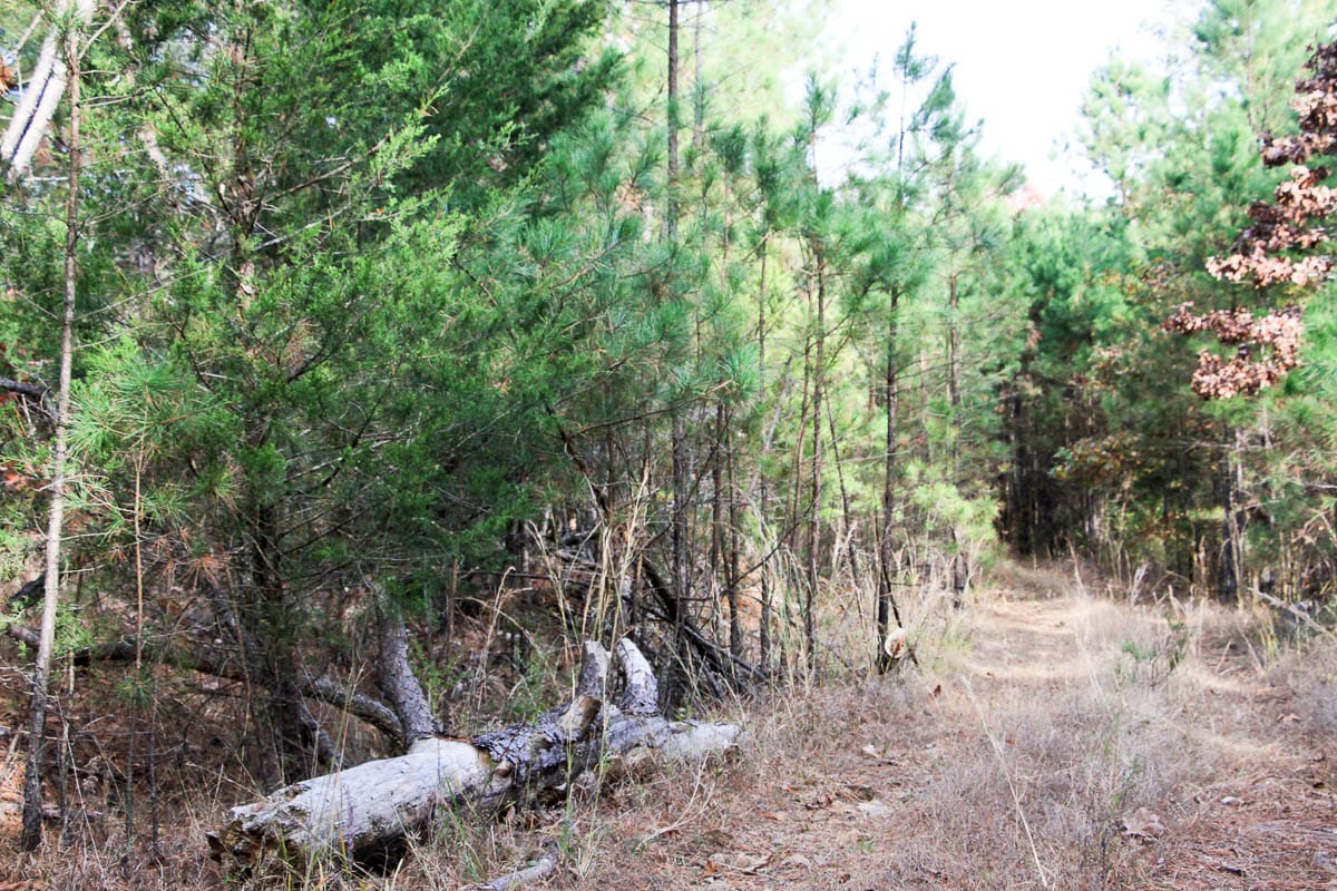 Stone Creek Phase III Tract 1 photo 5