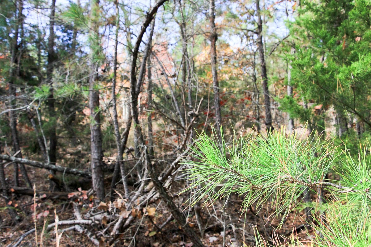 Stone Creek Phase III Tract 1 photo 7
