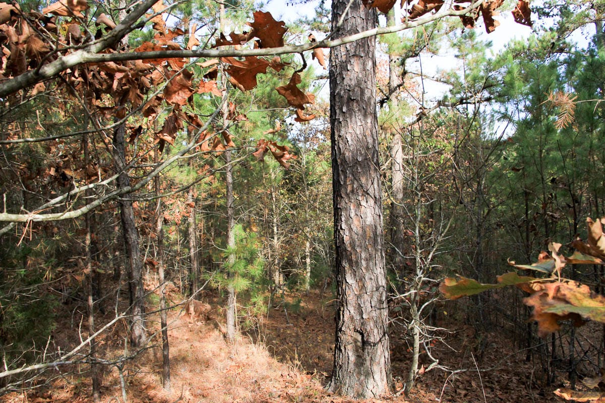 Stone Creek Phase III Tract 1 photo 9