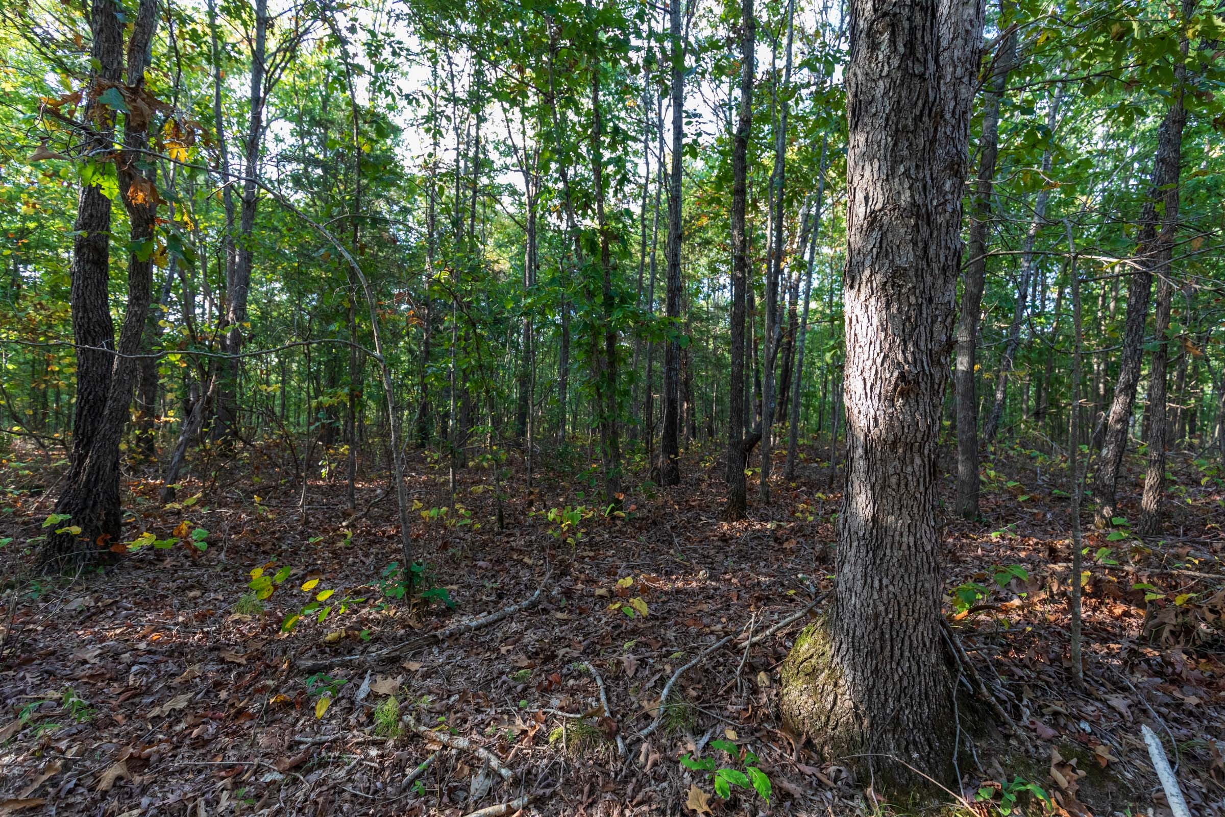 Bear Brook Tract 8 photo 3