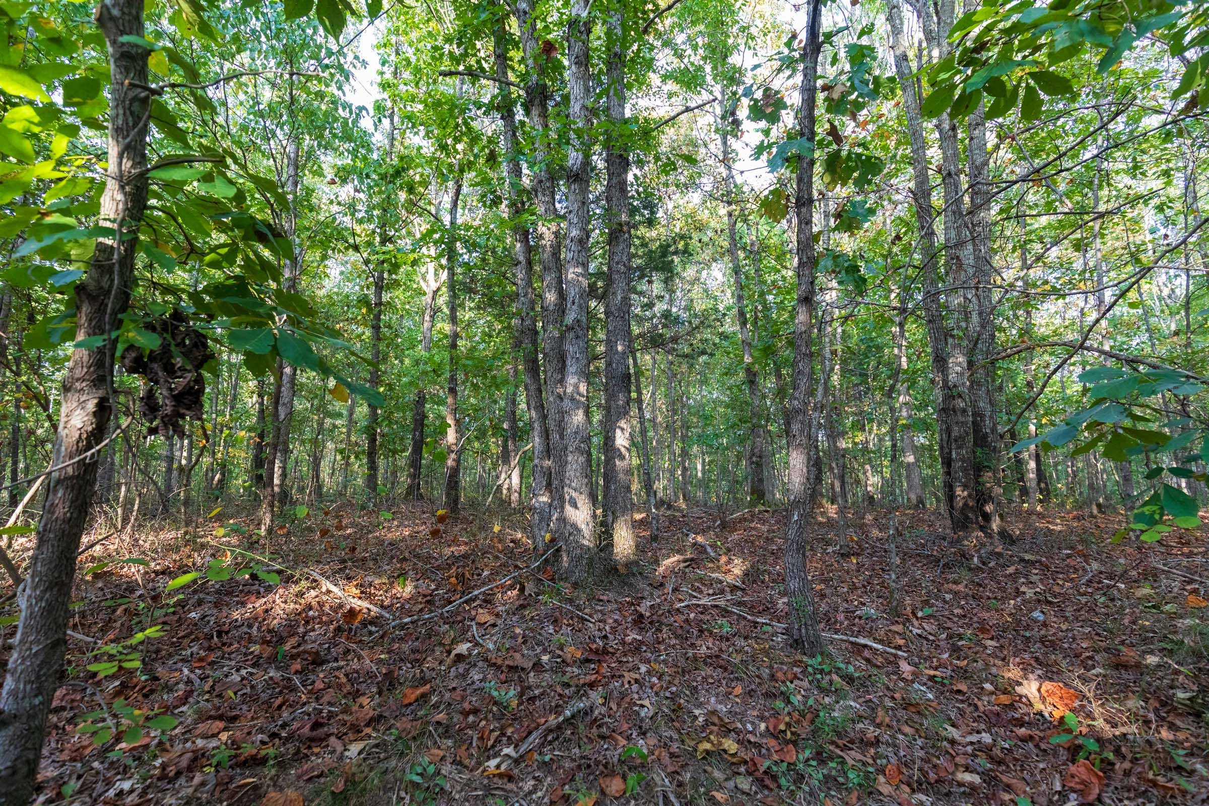 Bear Brook Tract 8 photo 5