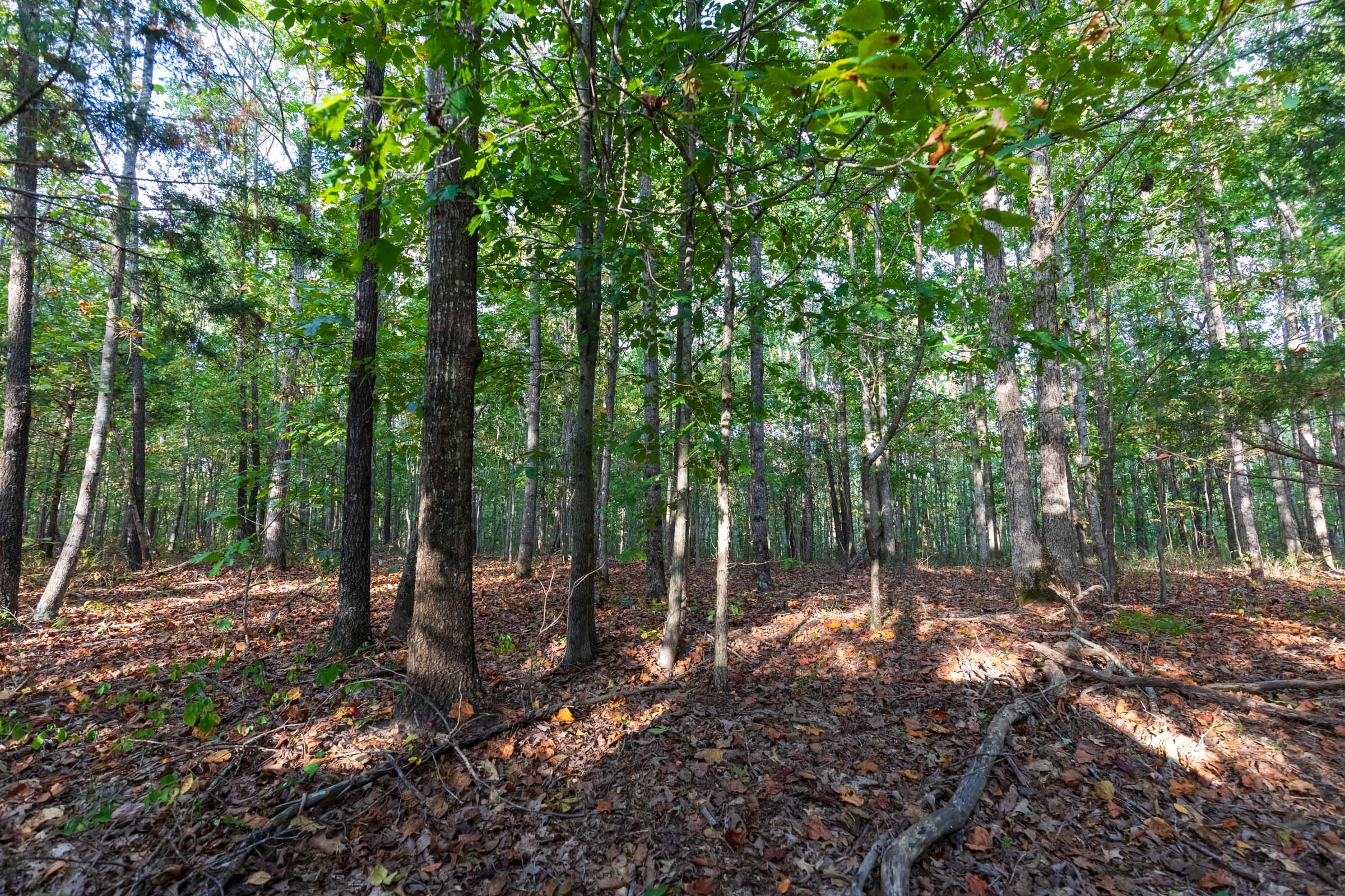 Bear Brook Tract 8 photo 8