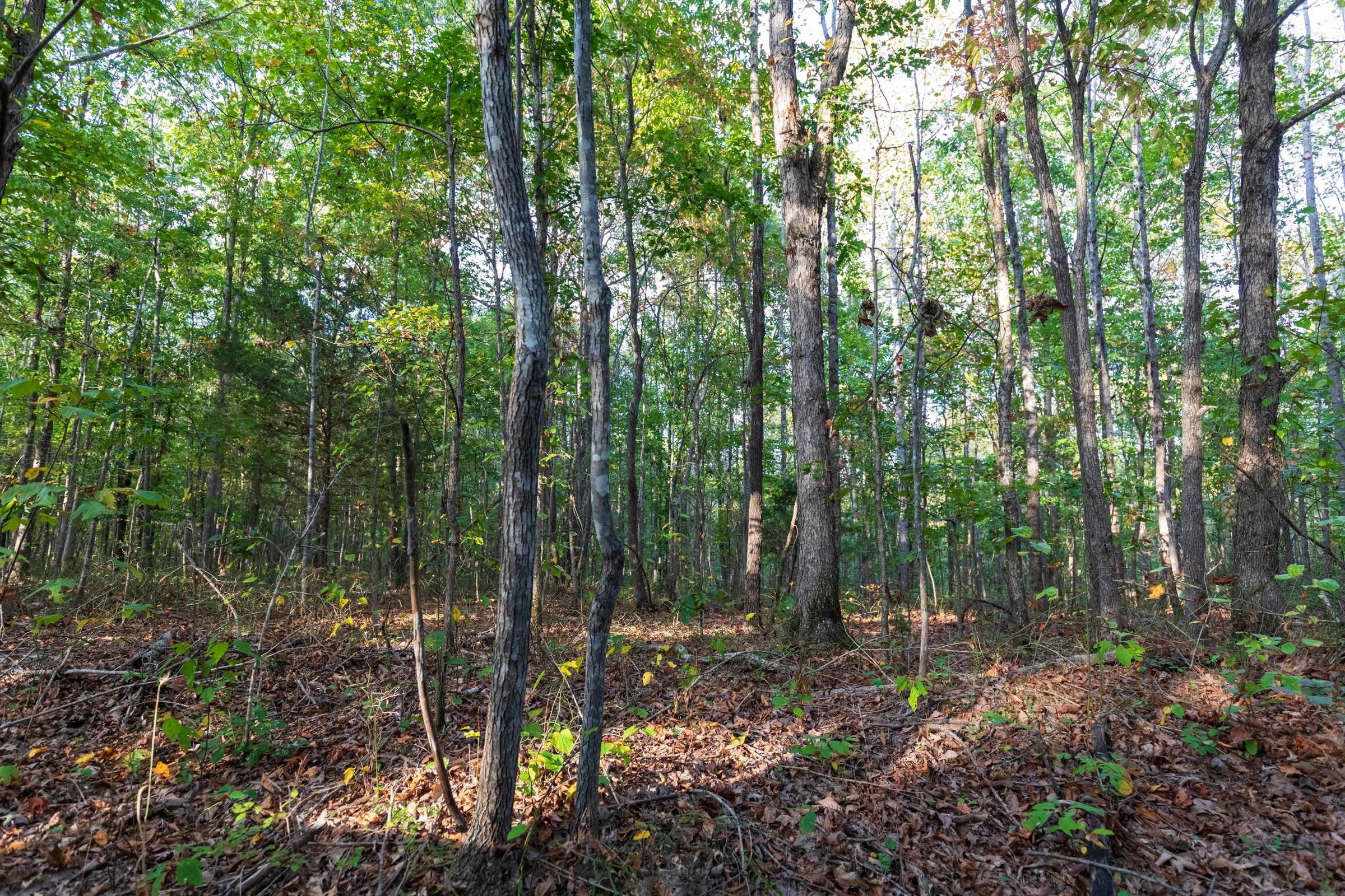 Bear Brook Tract 8 photo 10