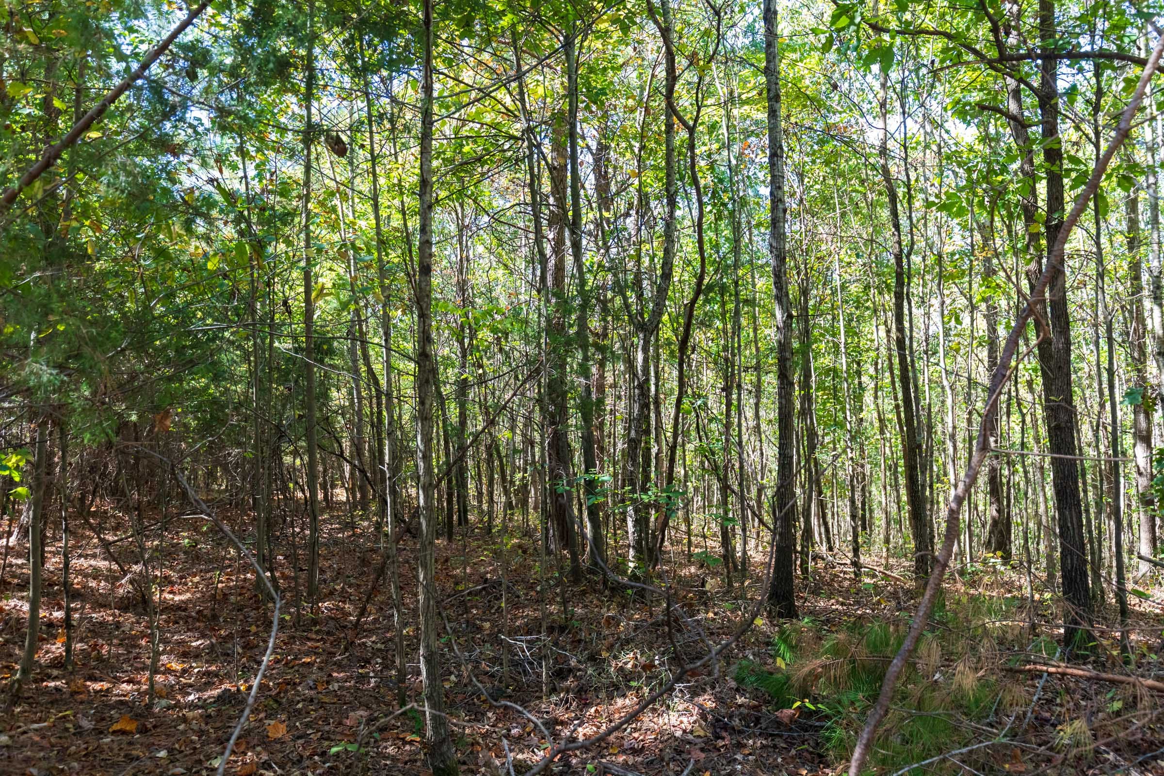 Bear Brook Tract 8 photo 6
