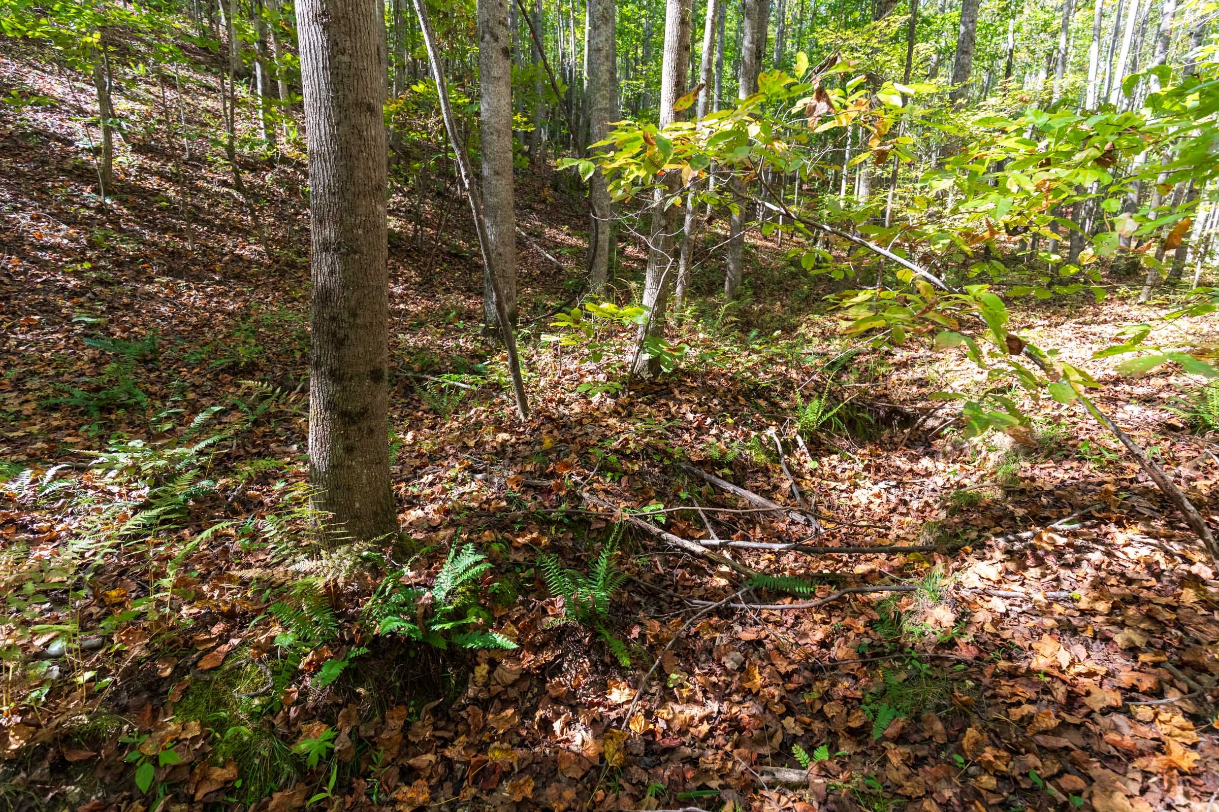 Bear Brook Tract 8 photo 9