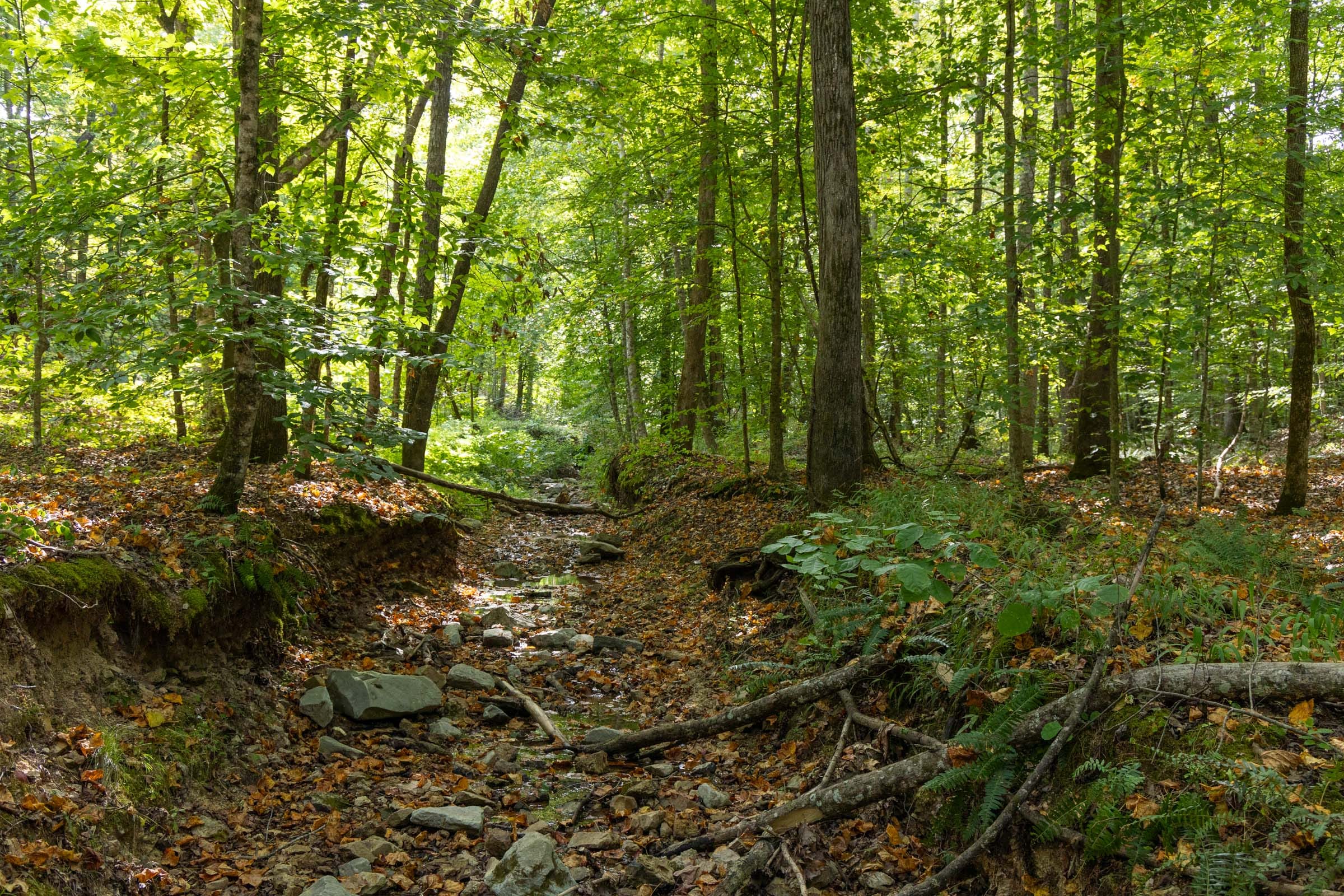 Big White Oak Tract 13 photo 3