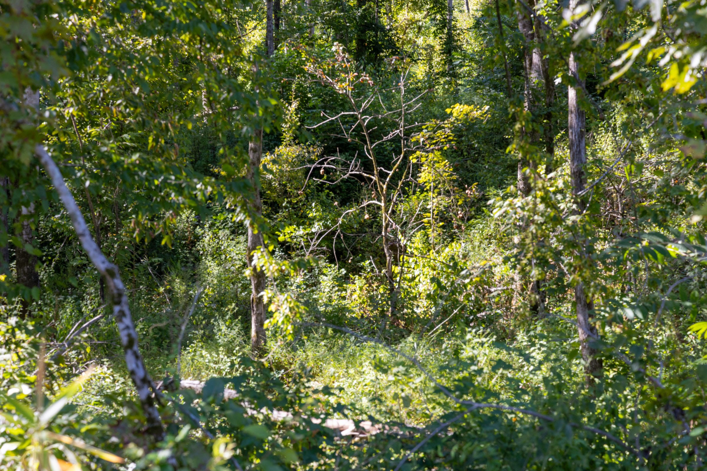 Big White Oak Tract 13 photo 2