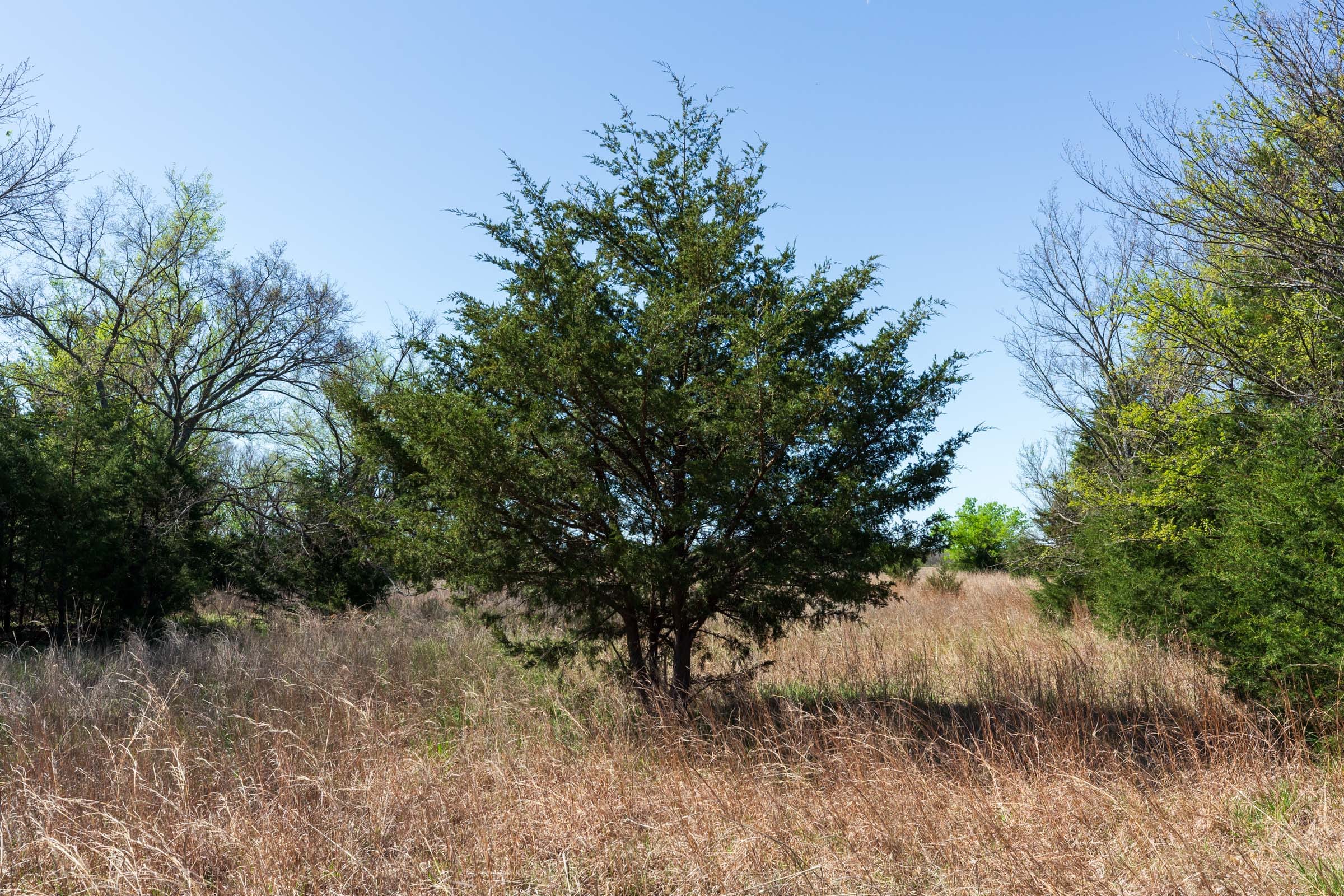 Prairie Grove Tract 21 photo 3